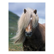 UK, Scotland, Shetland Islands, Shetland pony Post Card