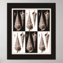 Ultra Elegant Seashell Poster Fornasetti Inspired posters