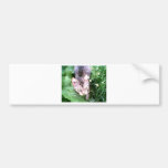 umaapproaching bumper sticker