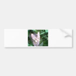 umabeg bumper sticker