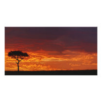 Umbrella Thorn Acacia, Acacia tortilis, 2
