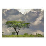 Umbrella Thorn Acacia, Acacia tortilis, and Photograph