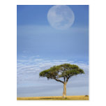 Umbrella Thorn Acacia, Acacia tortilis, and Post Card