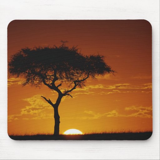 Umbrella Thorn Acacia, Acacia tortilis, Mousepads