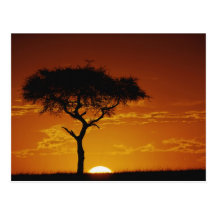 Umbrella Thorn Acacia, Acacia tortilis, Post Cards