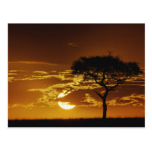 Umbrella Thorn Acacia, Acacia tortilis, Postcard