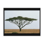Umbrella Thorn Acacia Tree Post Cards