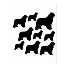 Un bon nombre de chiens de Terre-Neuve Carte Postale