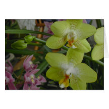 Un bon nombre d'orchidées carte de vœux