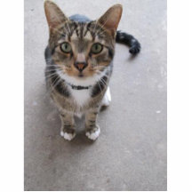Un chat mignon photo en relief