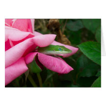 Un lézard sur une carte de voeux de rose 01