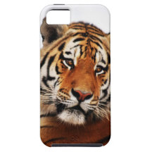 Un regard de côté de tigres coque Case-Mate iPhone 5
