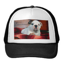Un tireur confortable, chiot de bouledogue casquette