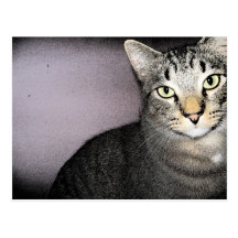 Unassuming And Unimpressed Tommy Cat Postcard