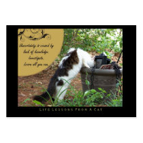 Uncertainty Life Lessons from a Cat ACEO Art Cards