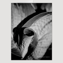 Uncoiling Leaves Blank Greeting Card cards