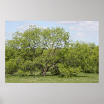 Under the Branches of the Old Shade Tree Poster