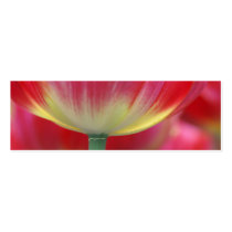 under the skirt of tulips business card templates