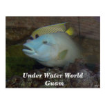 Under Water World Guam Postcard