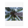 Underneath the Palm Postcards