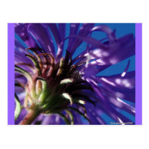 Underside of an Aster Postcards