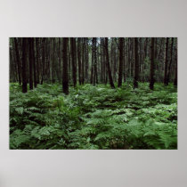 Understory Poster