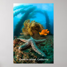 Underwater Catalina Island, California Posters