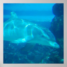 Underwater Dolphin Poster