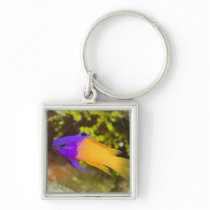 Underwater Life, FISH:  a colourful Fairy Basslet Keychain