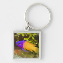 Underwater Life, FISH:  a colourful Fairy Basslet Keychain