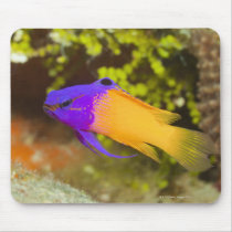 Underwater Life, FISH:  a colourful Fairy Basslet Mousepad