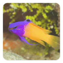 Underwater Life, FISH:  a colourful Fairy Basslet Square Stickers