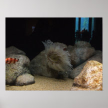 Underwater Life In Action Poster
