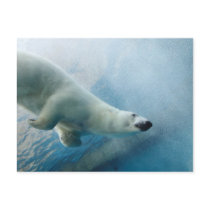 Underwater photo of a Polar Bear Post Card