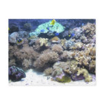 Underwater photography - colourful tropical fish postcards