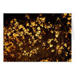 Undiscovered Beauty Greeting Card