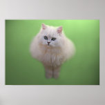 Une boule de chaton de blanc de duvet posters