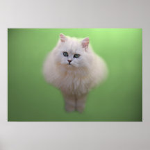 Une boule de chaton de blanc de duvet posters