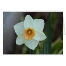 Une jonquille blanche et jaune cartes de vœux