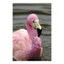 Une photo captive d'un flamant andin