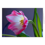 Une tulipe simple carte de vœux