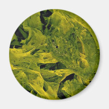 Unique Seaweed Magnets