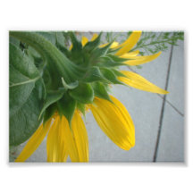 Unique view of the back of a sunflower photographic print