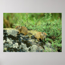 Unita Ground Squirrels On the Alert Poster