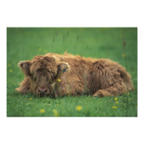 United Kingdom, Scotland. Highland calf