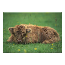 United Kingdom, Scotland. Highland calf Photographic Print