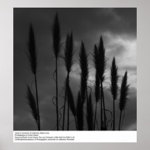 Université de Californie, Santa Cruz, Ansel Adams Posters