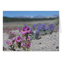 Unknown flowers and lupine, Yosemite National Park Cards
