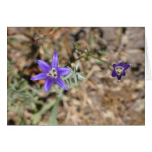 Unknown flowers, Yosemite National Park Cards