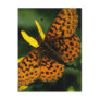 Unsilvered Fritillary Post Card